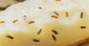 Fruit Flies Gone for Good: Pour Boiling Water Down Drain, Not Vinegar