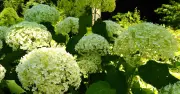 Gardener Shares 4 Essential Tips for Hydrangea Care in UK Gardens