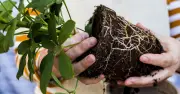 Gardener Shares Root Hack to Help Garden Centre Plants Thrive