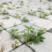 Gardener's £5 vinegar hack kills patio weeds fast and naturally
