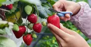 Gardener's Supermarket Tip: 'Never Buy Another Strawberry Plant Again'