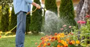 Gardeners Told to Water Plants at Two Key Times for Summer Success