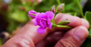 Gardeners Urged: Essential June Deadheading for Long-Lasting Blooms