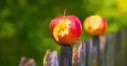 Gardeners Urged to Leave Watermelon Rinds Out to Help Endangered Butterflies