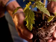 Gardeners Urged to Try Root Trick to Help New Plants Thrive in Garden