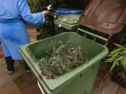 Gardeners Warned: Do Not Bin These 3 Invasive Plants