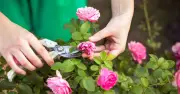 Gardening Expert Shares Simple Deadheading Trick for Blooming Gardens