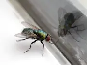 'Genius' Cooking Tip Makes Flies Flee Your Home in Just 15 Minutes