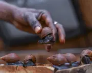 Ghanaian Biologist Saves Guitarfish by Promoting Snail Farming