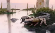 Giant Scorpion the Size of a Labrador Roamed Britain 415 Million Years Ago