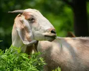 Goats Follow Human Voice to Find Food, Study Reveals