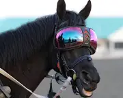 Gold Cup Winner Trawlerman to Wear Ski Goggles at Royal Ascot Due to Eye Condition