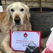 Golden Retriever Bailey Donates Blood to Save Over 150 Dogs, Wins Top Award