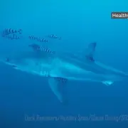 Great White Shark Filmed in Mediterranean Sea for First Time