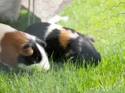 Guinea pigs 'will die' if owners fail to take action now over 26C heatwave