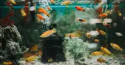 Heartbreak as Award-Winning UK Fish Shop Shuts After 70 Years