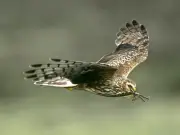 Hen Harrier Vanishes in Welsh 'Bermuda Triangle', Tag Cut with Knife