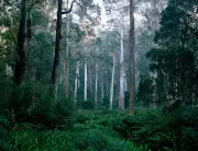 How Daily Forest Walks Boost Creativity and Writing