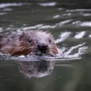 How Eight Beavers Solved a Decades-Old Tube Station Flooding Problem