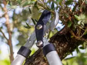 How to Legally Cut Your Neighbour's Overhanging Tree Branches