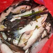 Hundreds of Dead Fish Found in Cardiff Park Pollution Incident