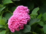 Hydrangeas in Hot Weather: 1 Simple June Check for Blooms