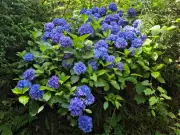 Hydrangeas Turn Deepest Blue with Coffee Grounds Trick