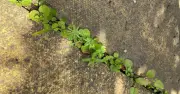 I Tested Two Natural Weed Killers for Patio – One Was Clearly Better