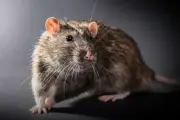 If We Can't Keep Rats Out of UK Jails, We Shouldn't Put Children in Them