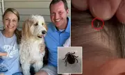 Illinois Family Terrorized by Tick Swarm at State Park