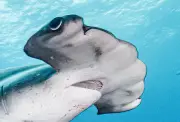 Industrial Fishing Kills Pregnant Hammerheads in Galapagos Nursery