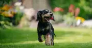 Influencer Bea Elton Secures Parliament Debate on Animal Abuser Register