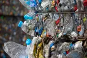 Inhaled Microplastics Linger in Lungs for Weeks, Trigger Allergies