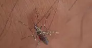 Insect Repellent Scent Found in Perfumes That Bugs Naturally Avoid