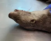 Inside an Otter Postmortem: Grisly Beauty Revealed