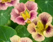 It's Not Too Late to Sow Nasturtiums: Add Summer Joy to Your Garden