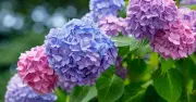 June Hydrangea Care: One Simple Task for Summer Blooms