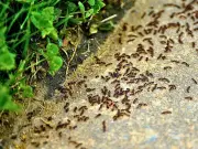 Keep Ants Away from Summer Picnics with Baking Soda Trick