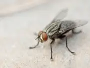 Keep Flies Away During 40C Heatwave with Lemon and Cloves