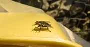 Keep Flies Away from Wheelie Bins with One Natural Item