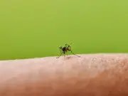 Keep Mosquitoes and Midges Away with One Scent They 'Naturally Avoid'