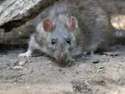 Keep Rats Away This Summer With a £1 Kitchen Spice