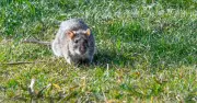 Keep Rats Out of Your Garden with £1.47 Supermarket Item