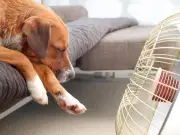 Keep Your Dog Safe in 40C Heat Dome with Simple Five-Second Test