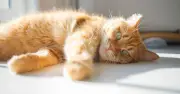 Key Signs of Heatstroke in Cats: Vet Warns of Life-Threatening Danger