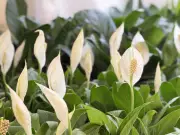 Kitchen Scrap Trick to Keep Peace Lily Blooming All Summer