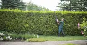 Lawyer explains rights if neighbour's hedge blocks garden light in heatwave
