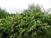 Lawyer: Steps to Take If Neighbor Won't Remove Japanese Knotweed