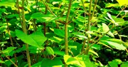 Lawyer's Guide: Neighbor's Japanese Knotweed in Your Garden