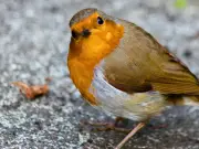 Leave Mealworms Out for Robins in July, Woodland Trust Urges Gardeners